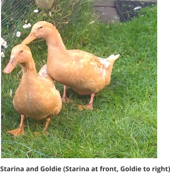 Starina and Goldie (Starina at front, Goldie to right)