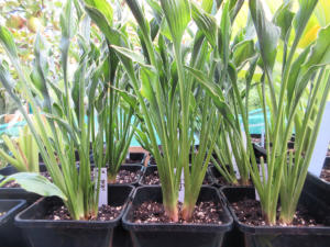 Hosta Praying Hands