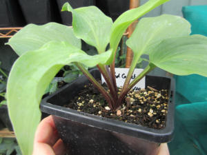 Hosta Red Cadet