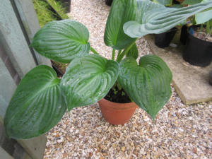 Hosta Green Revolution