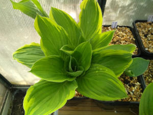 Hosta Blazing Saddles