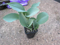 Hosta 'Krossa Regal', provided in 1 litre pot. A large, grey leafed hosta.