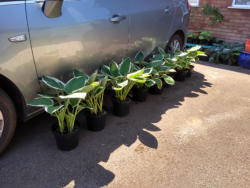 Lineup of 4 Litre Patriots