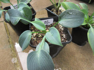 Hosta Halcyon