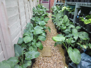 A line up of larger Hostas,