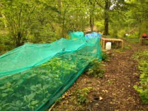 Hosta Enclosures