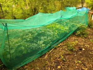 Hosta Enclosures