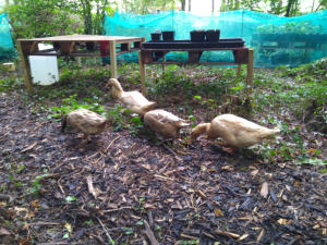 Ducks at work