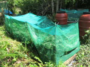 Hosta Enclosures